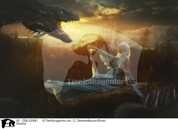 Drache / Dragon / CDE-02981
