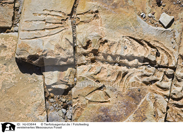versteinertes Mesosaurus Fossil / HJ-03644