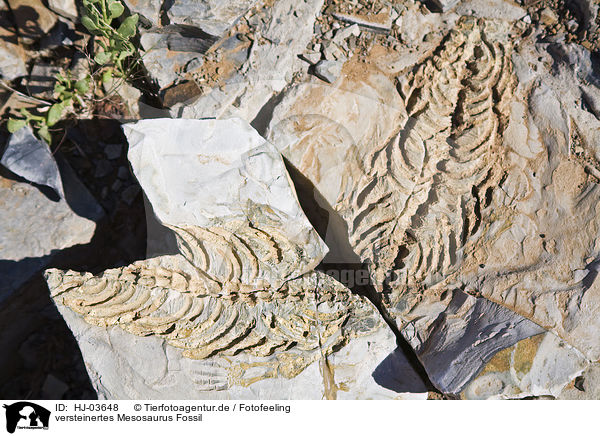 versteinertes Mesosaurus Fossil / fossil find / HJ-03648