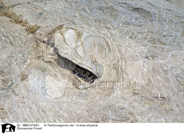 Dinosaurier Fossil / dinosaur fossil / MBS-07891
