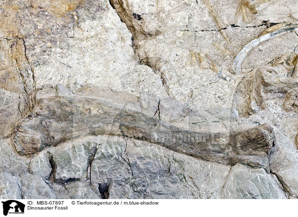 Dinosaurier Fossil / dinosaur fossil / MBS-07897