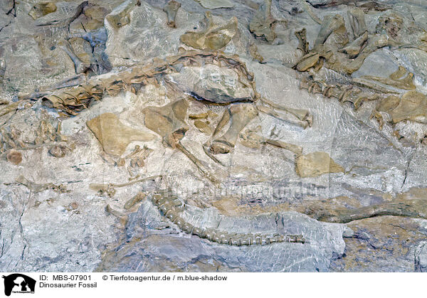 Dinosaurier Fossil / MBS-07901