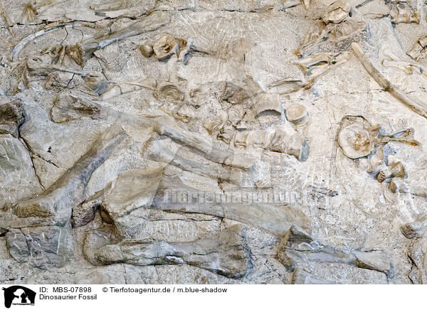 Dinosaurier Fossil / dinosaur fossil / MBS-07898