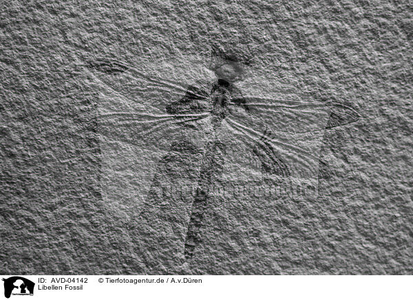 Libellen Fossil / dragonfly fossil / AVD-04142