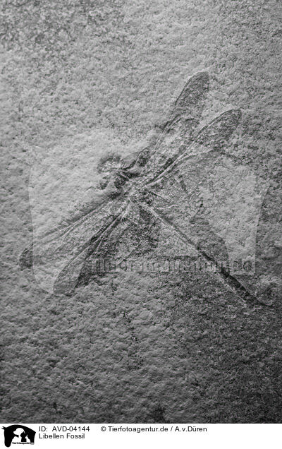 Libellen Fossil / AVD-04144