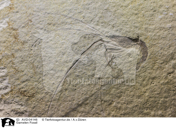 Garnelen Fossil / prawn fossil / AVD-04146