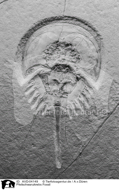 Pfeilschwanzkrebs Fossil / AVD-04149