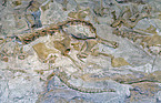 Dinosaurier Fossil