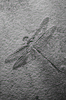 Libellen Fossil