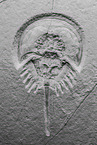 Pfeilschwanzkrebs Fossil
