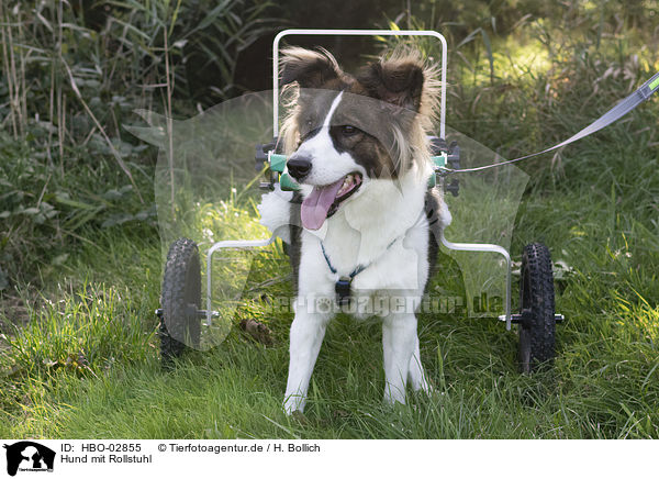 Hund mit Rollstuhl / HBO-02855