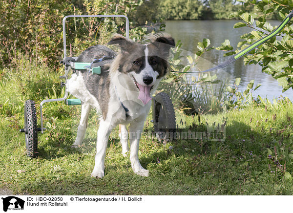 Hund mit Rollstuhl / Dog with wheelchair / HBO-02858