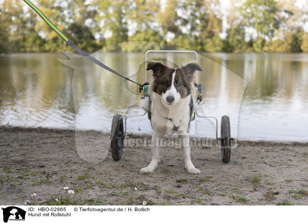 Hund mit Rollstuhl / Dog with wheelchair / HBO-02865