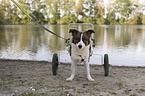 Hund mit Rollstuhl