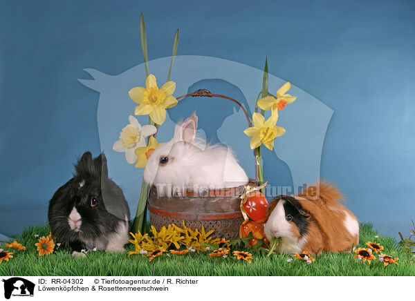 Lwenkpfchen & Rosettenmeerschwein / bunnies & guinea pig / RR-04302