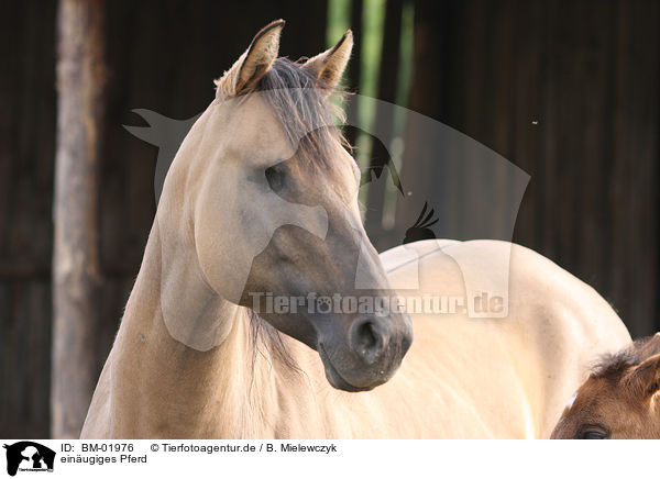 einugiges Pferd / one-eyed horse / BM-01976