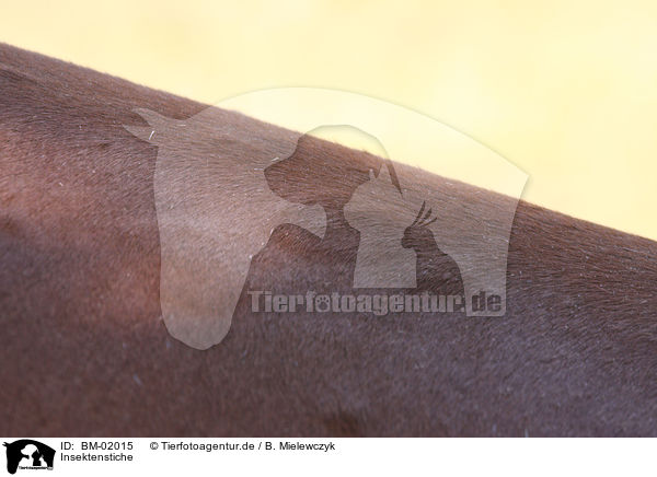 Insektenstiche / insect bites / BM-02015
