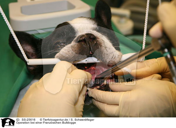 Operation bei einer Franzsichen Bulldogge / frensh bulldog operation / SS-25616
