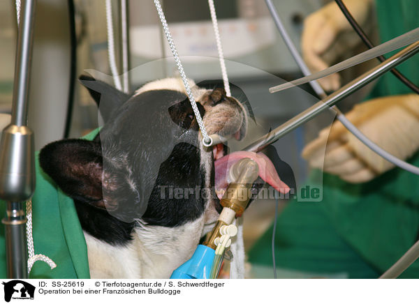 Operation bei einer Franzsichen Bulldogge / SS-25619
