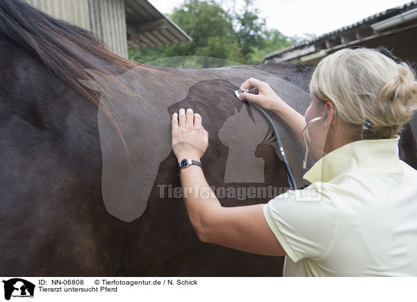 Tierarzt untersucht Pferd / veterinarian checks horse / NN-06808