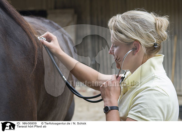 Tierarzt hrt Pferd ab / NN-06809