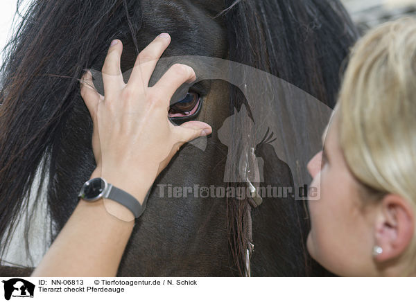 Tierarzt checkt Pferdeauge / NN-06813