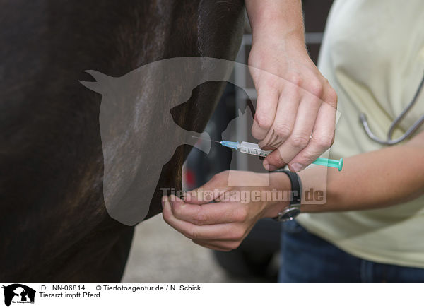 Tierarzt impft Pferd / NN-06814
