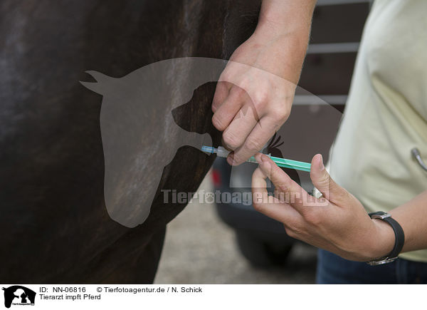 Tierarzt impft Pferd / veterinarian inoculates horse / NN-06816