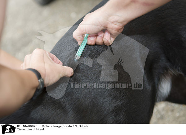 Tierarzt impft Hund / veterinarian inoculates dog / NN-06820