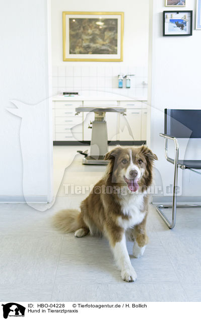 Hund in Tierarztpraxis / dog in veterinary practice / HBO-04228