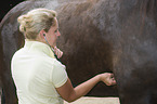 Tierarzt hört Pferd ab