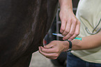 Tierarzt impft Pferd