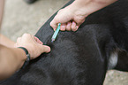 Tierarzt impft Hund