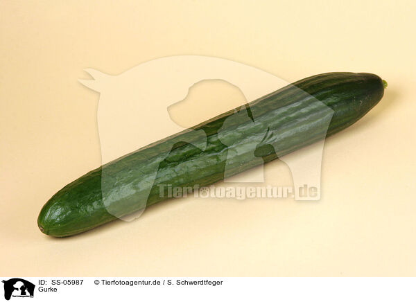 Gurke / cucumber / SS-05987
