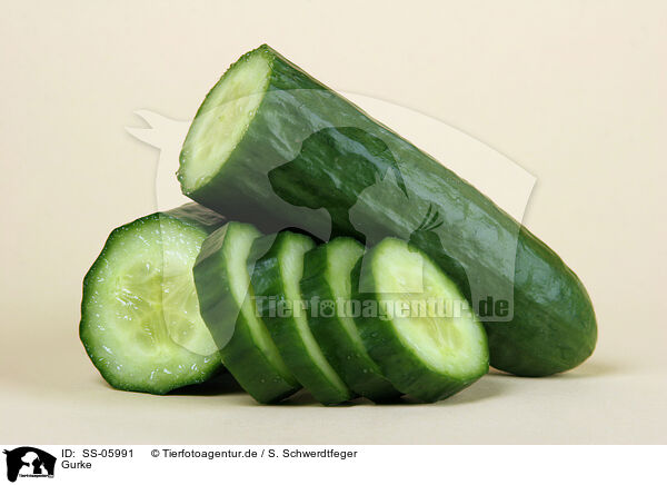 Gurke / cucumber / SS-05991