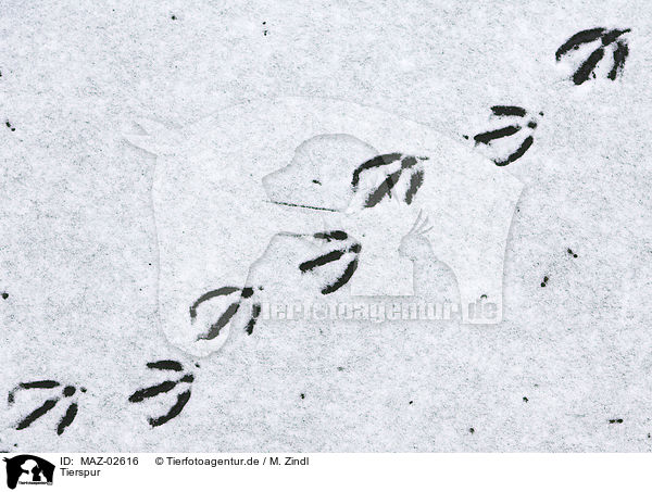 Tierspur / footprint / MAZ-02616