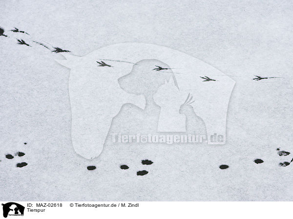 Tierspur / footprint / MAZ-02618