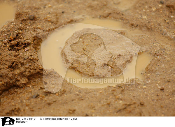 Hufspur / hoof print / VM-01519