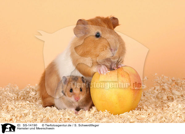 Hamster und Meerschwein / guinea pig and golden hamster / SS-14190