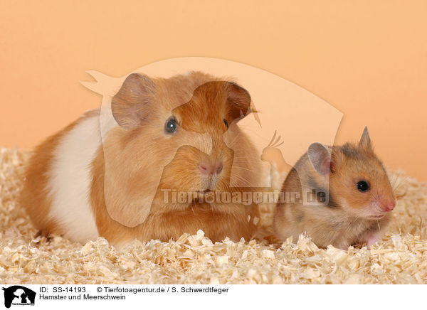 Hamster und Meerschwein / guinea pig and golden hamster / SS-14193