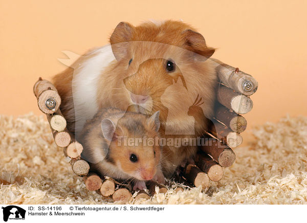 Hamster & Meerschwein / SS-14196