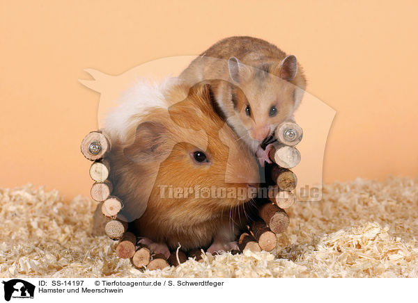 Hamster und Meerschwein / guinea pig and golden hamster / SS-14197