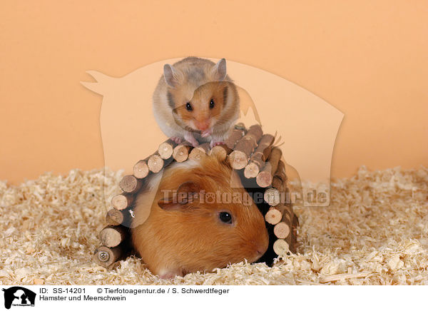 Hamster und Meerschwein / guinea pig and golden hamster / SS-14201