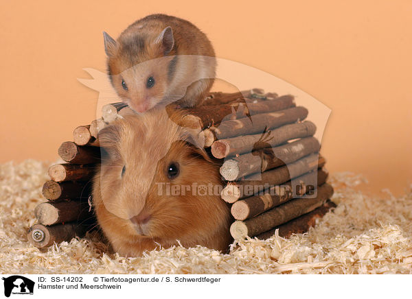 Hamster und Meerschwein / guinea pig and golden hamster / SS-14202