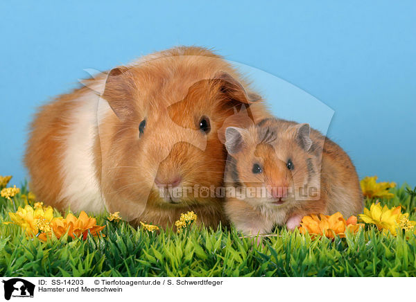 Hamster und Meerschwein / guinea pig and golden hamster / SS-14203