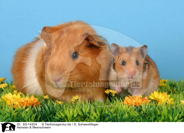 Hamster & Meerschwein / SS-14204