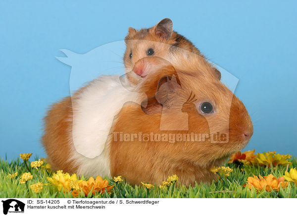 Hamster kuschelt mit Meerschwein / SS-14205