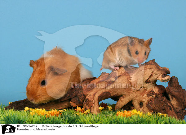 Hamster und Meerschwein / gguinea pig and golden hamster / SS-14209