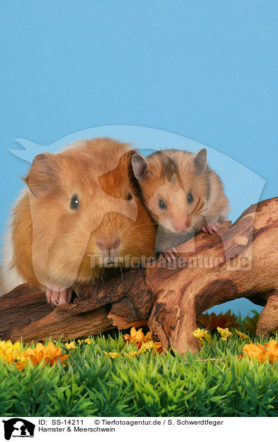Hamster & Meerschwein / SS-14211