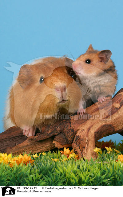 Hamster & Meerschwein / guinea pig and hamster / SS-14212